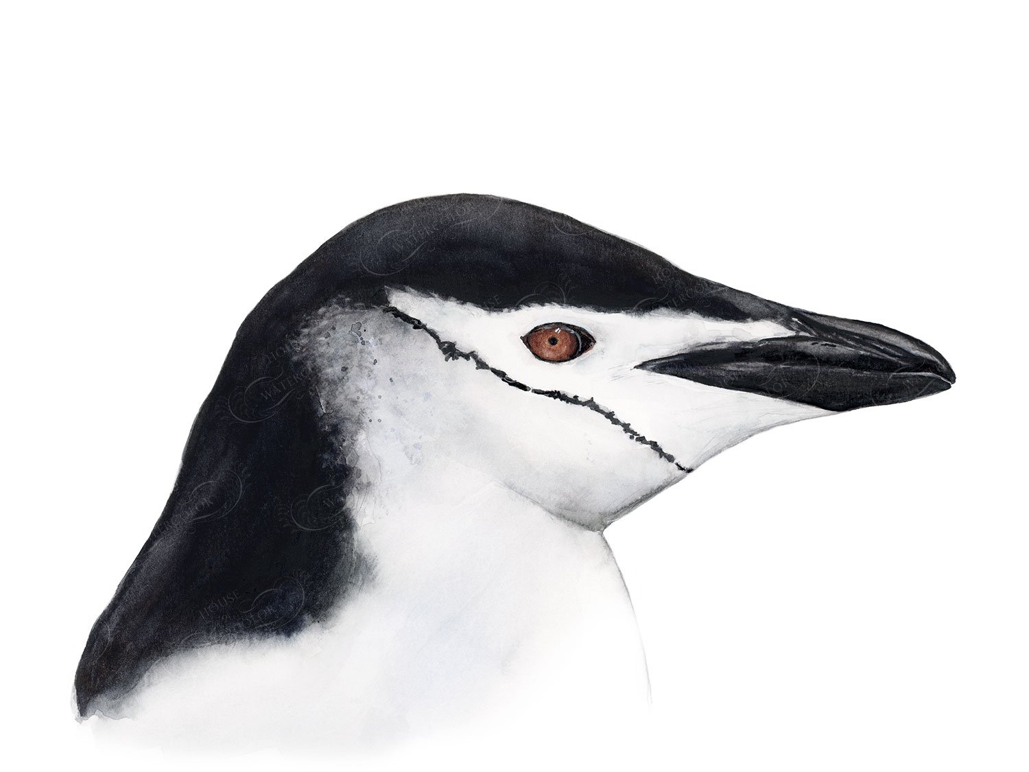 Chinstrap Penguin Watercolor