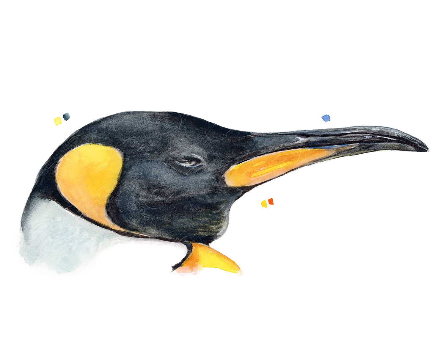 King Penguin Watercolor