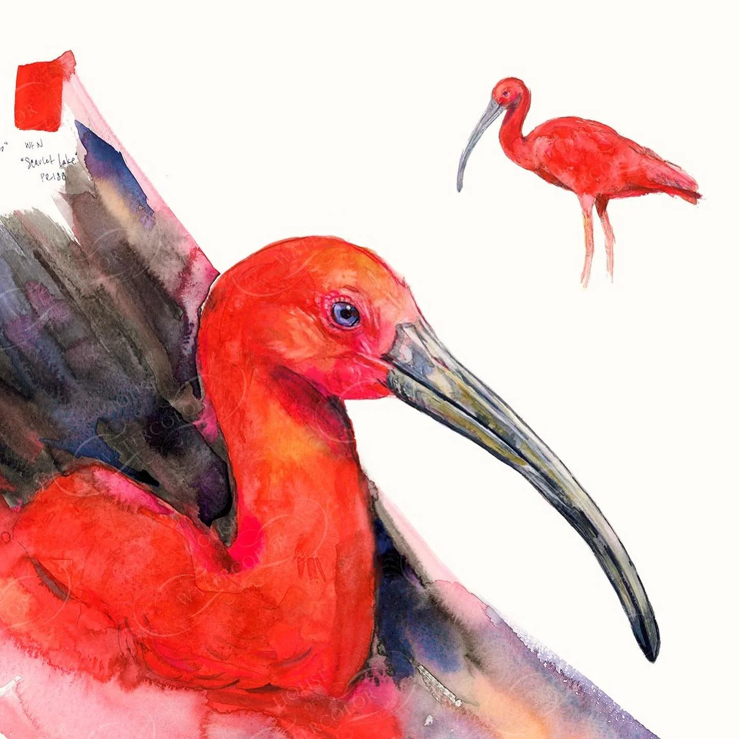 Day 14 - Scarlet Ibis

We are already half way through the Birdtober challenge! 🙌

While painting today&rsquo;s bird, I was wondering&hellip;is the scarlet ibis named after the color, or is the color scarlet named after the bird? I learned that &lsq