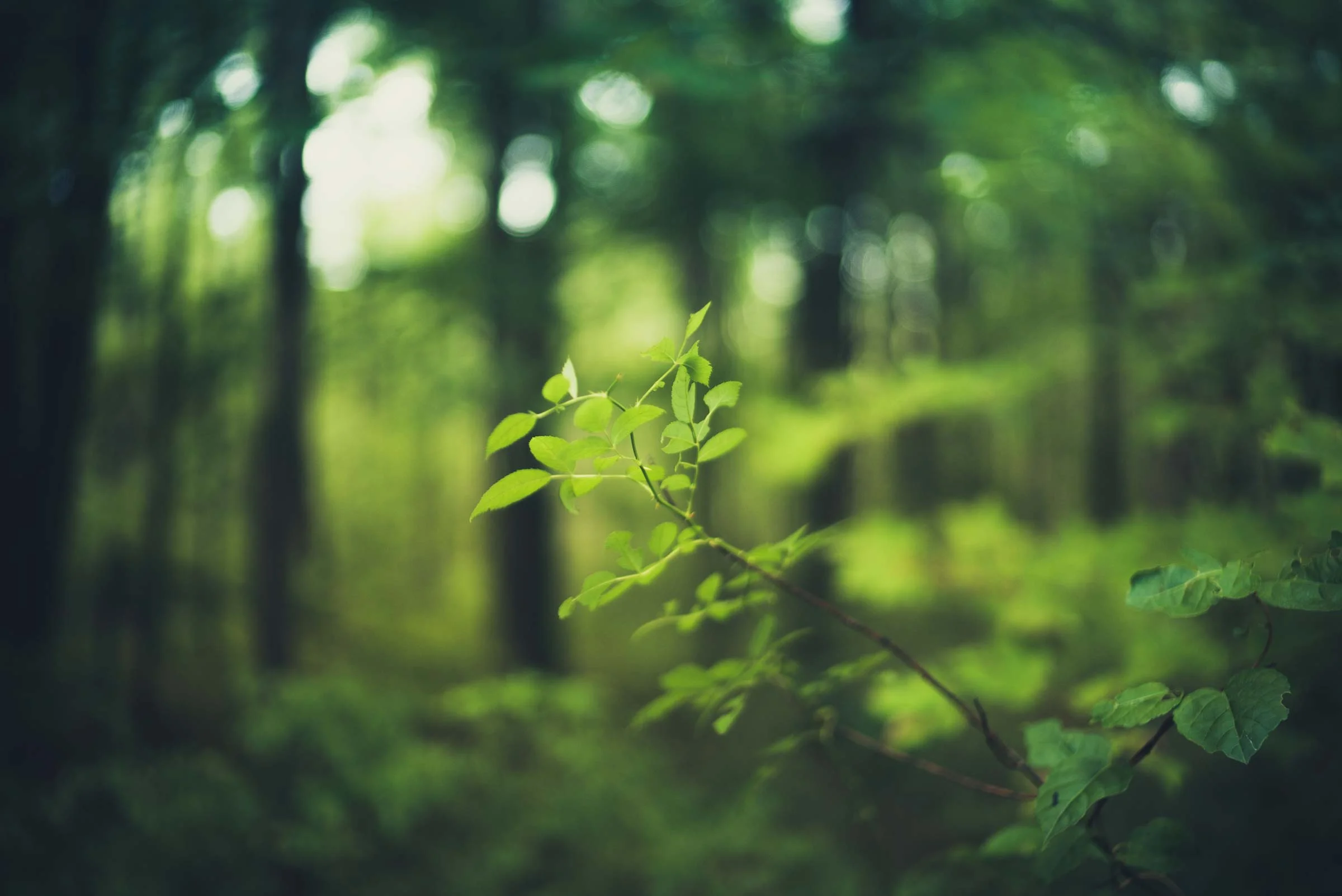 branch-bg.jpg