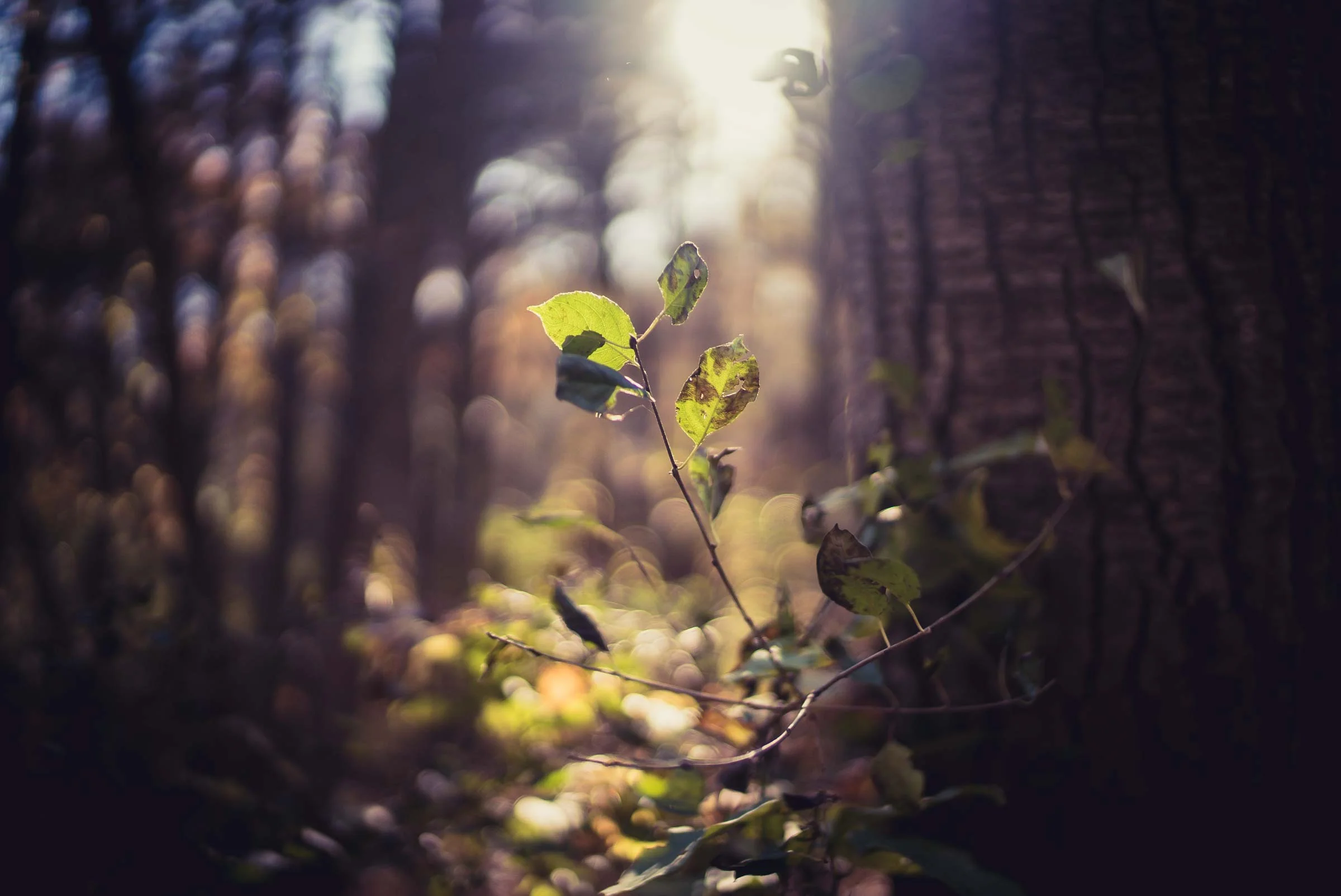 plant-dof-bg.jpg