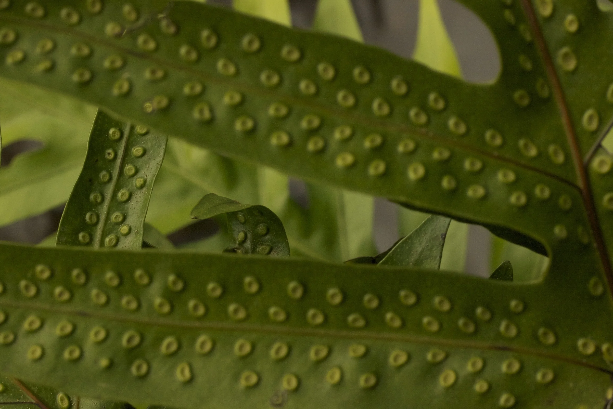 IMG_8312 - Version 2.jpg