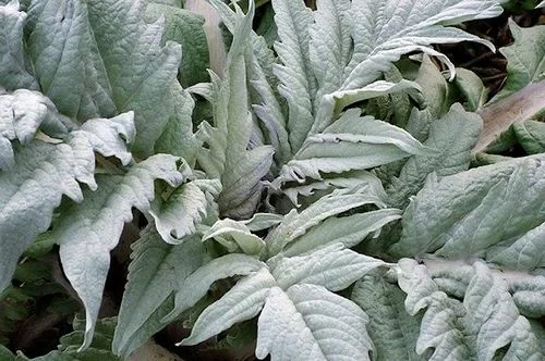 Beware of my spiky leaves!