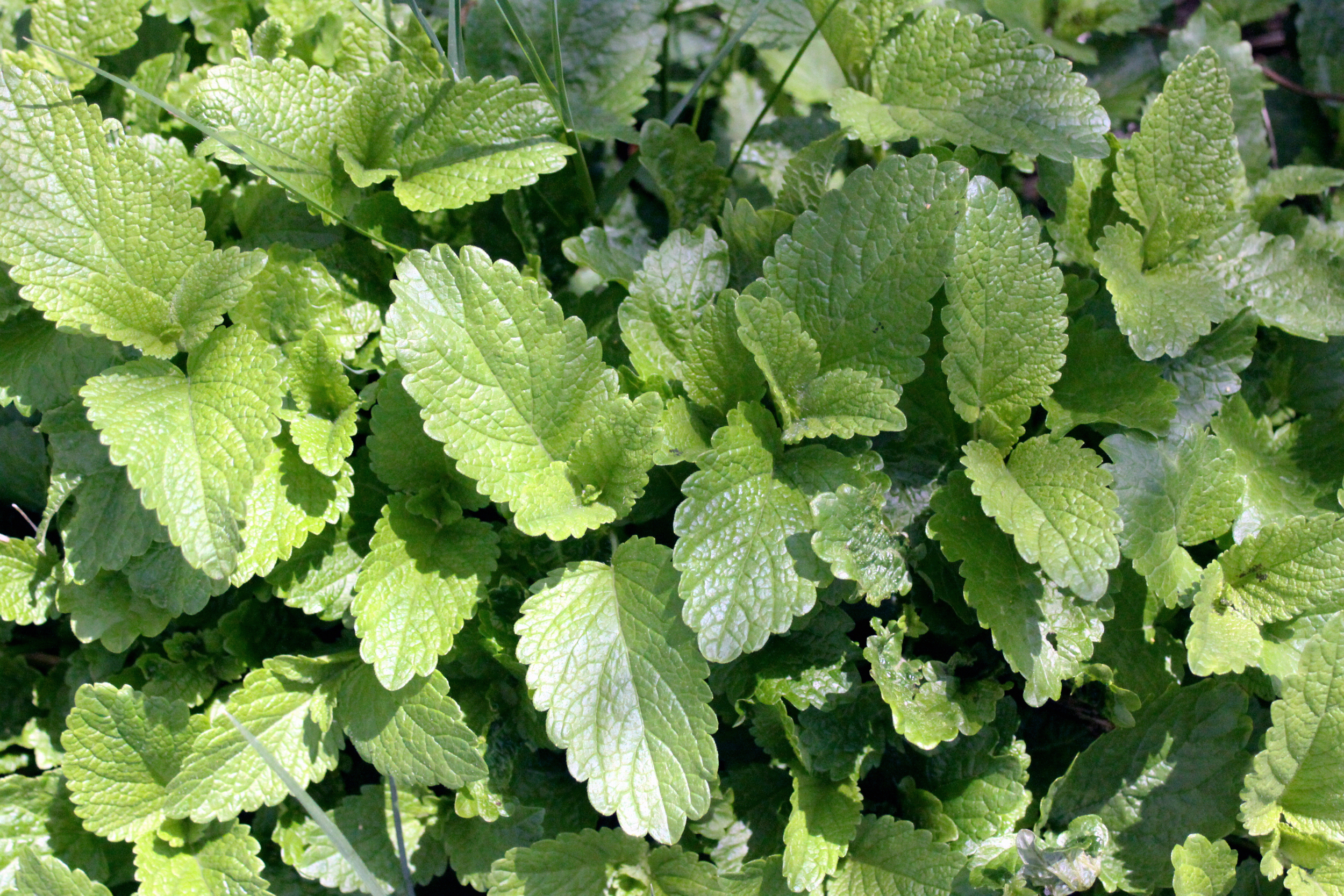 Lemon Balm