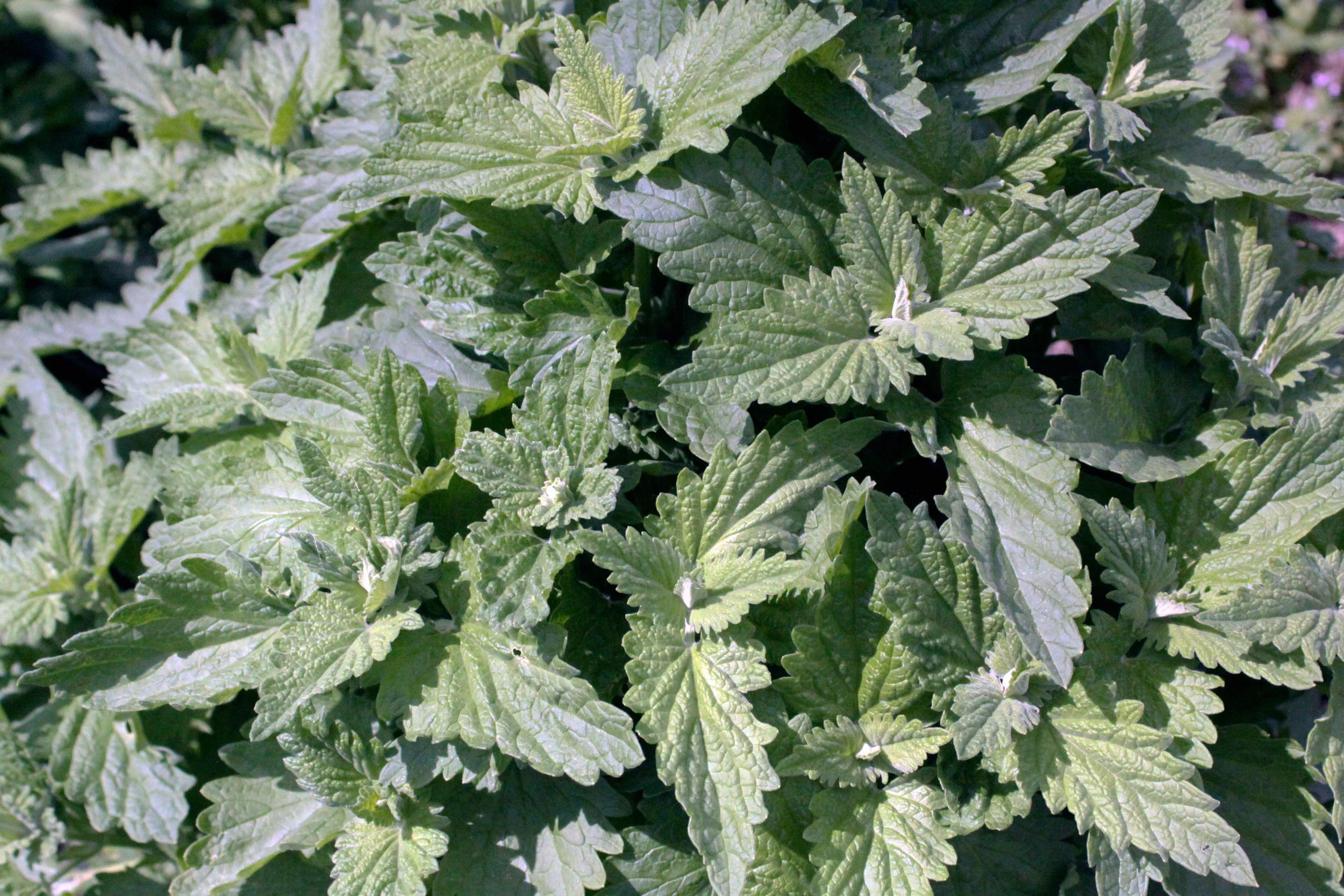 Nepeta