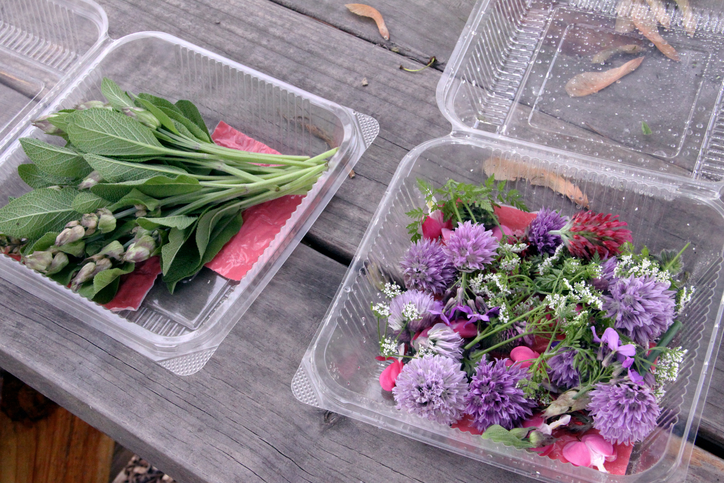 Edible Flowers