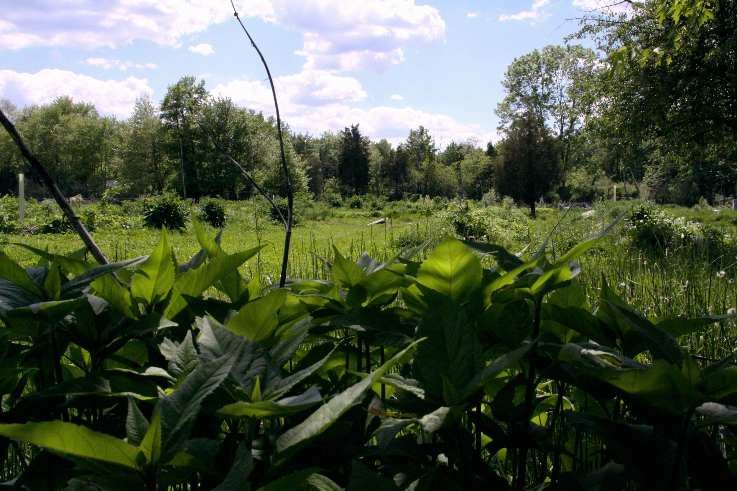 Sunchokes, South Field