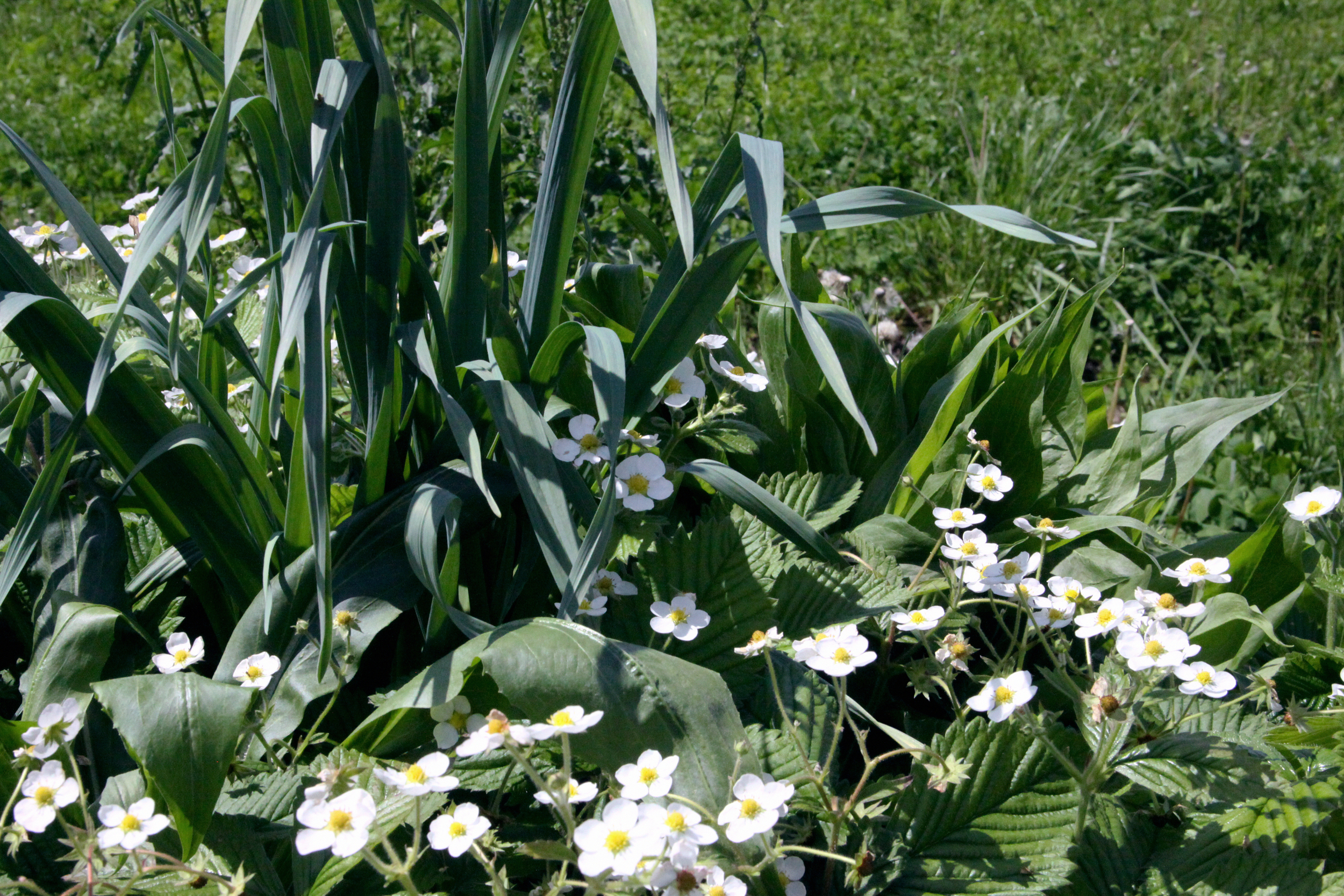 Leeks, Strawberries