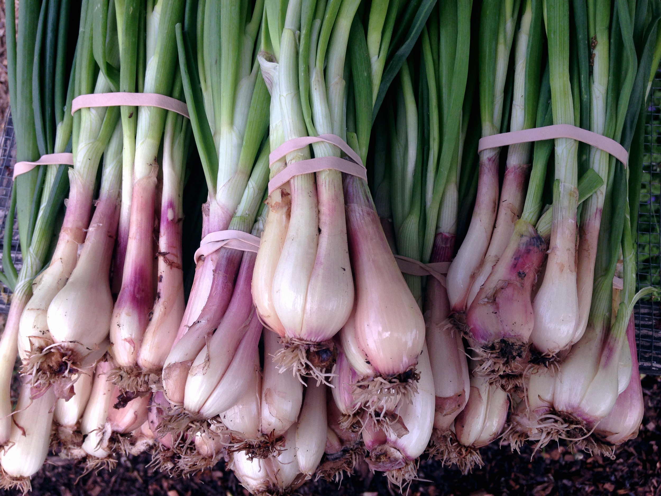 Spring Shallots