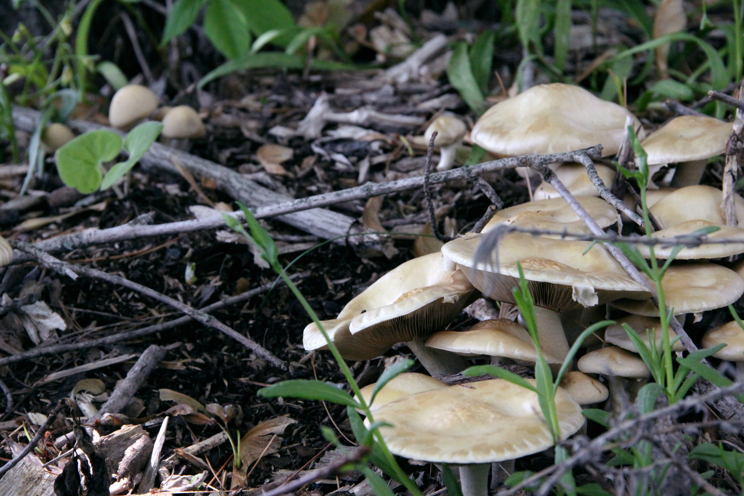 Oyster Mushrooms