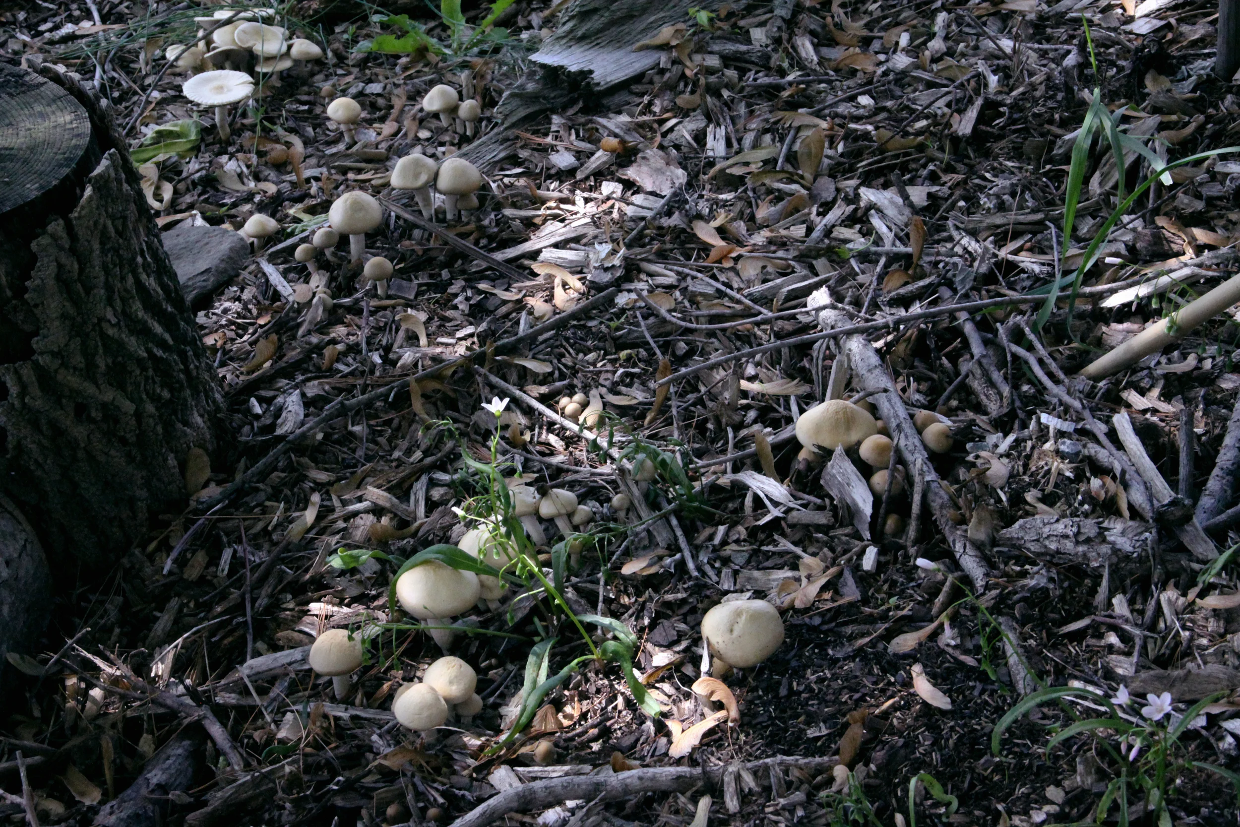 Ground Oysters