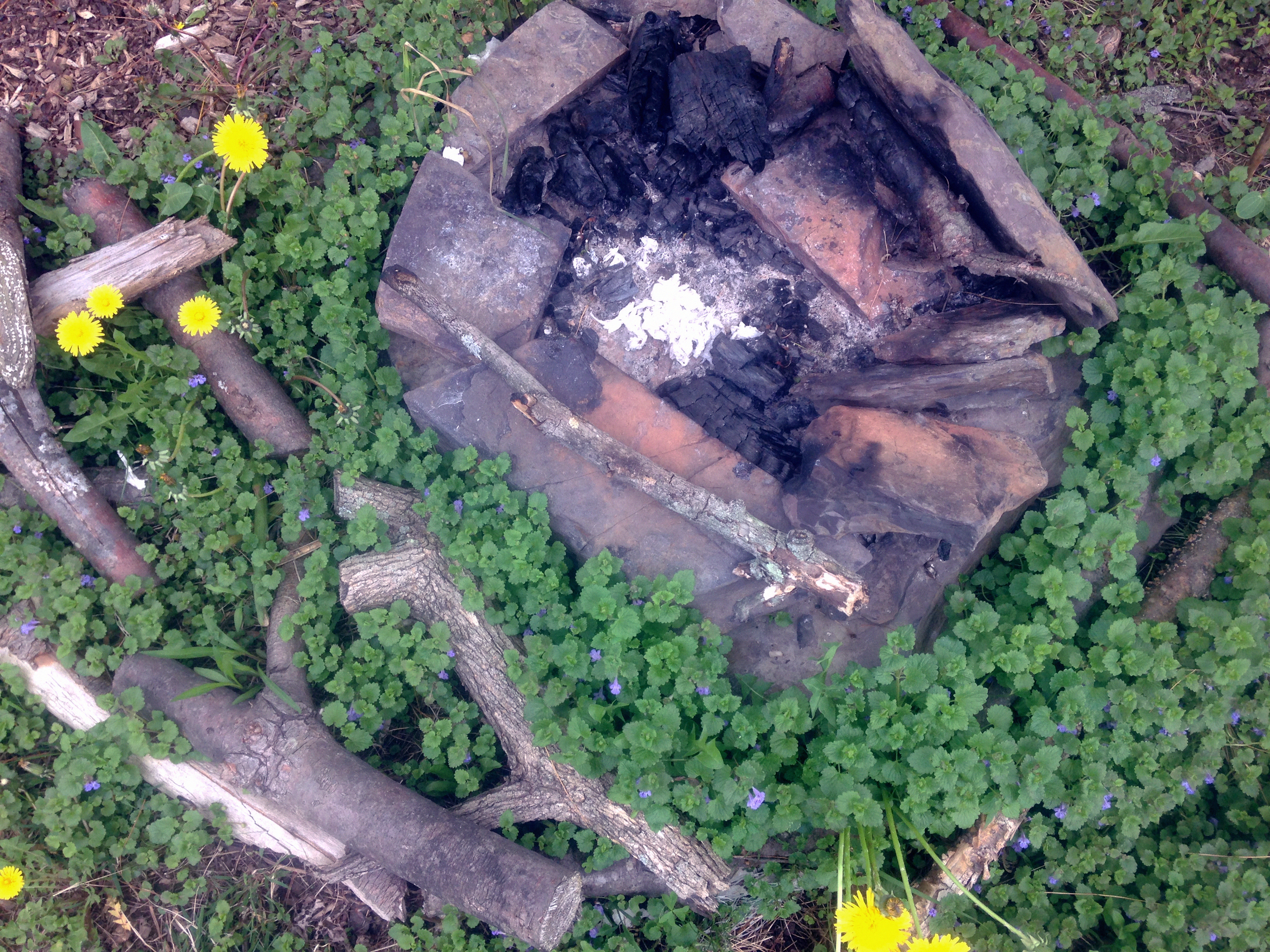 Fire pit, Ground Ivy