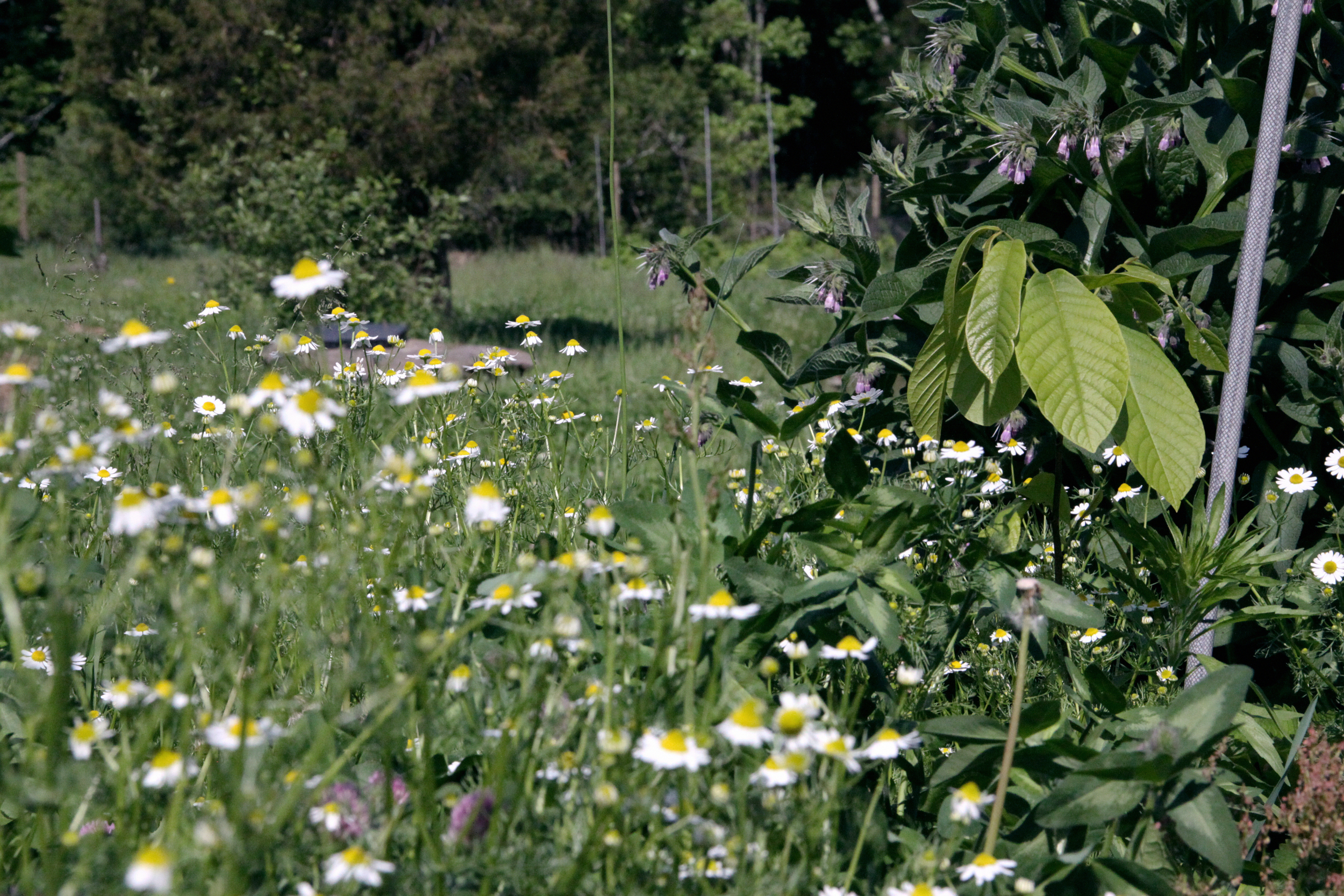 Chamomile, Red Clover, Pawpaw, Comfrey