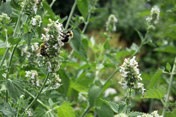 Catnip