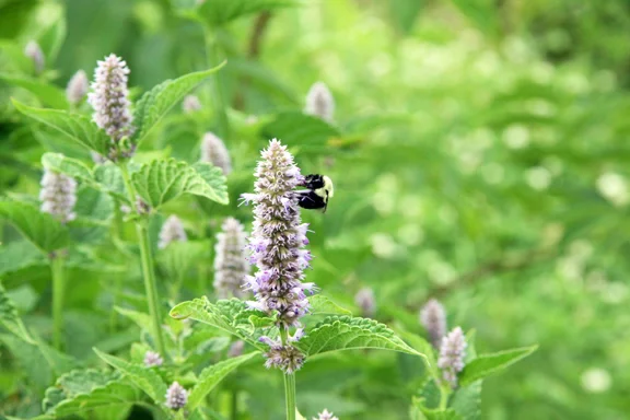 anise hyssop