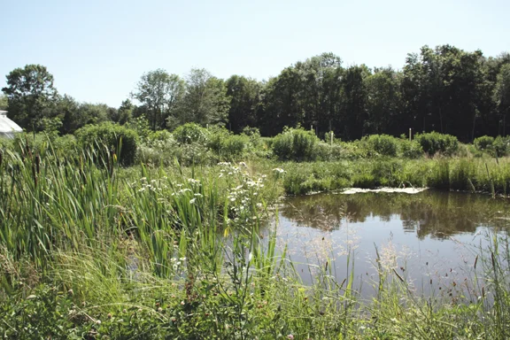 duck pond, peppermint, spearmint, cattails
