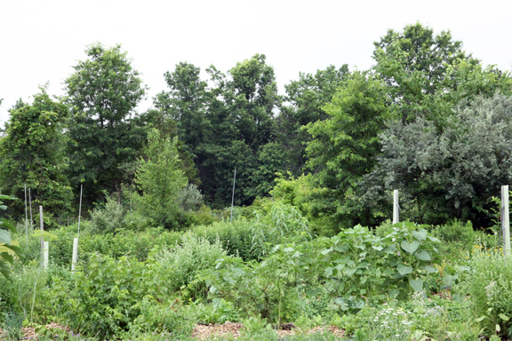  three sisters patch, pawpaw, persimmon, currant, sage, sunflower, feverfew, strawberries 