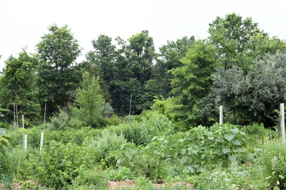 three sisters patch, pawpaw, persimmon, currant, sage, sunflower, feverfew, strawberries