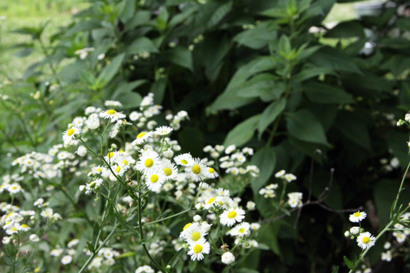  common aster, sunchokes 