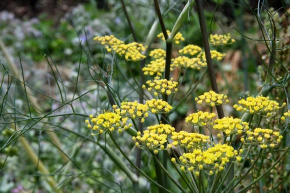 fennel flower