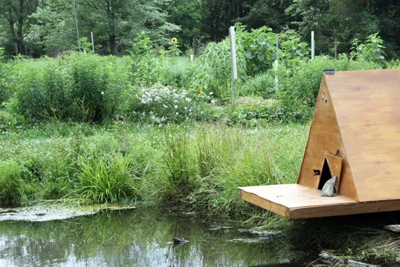 duckhouse-IMG_7738.jpg