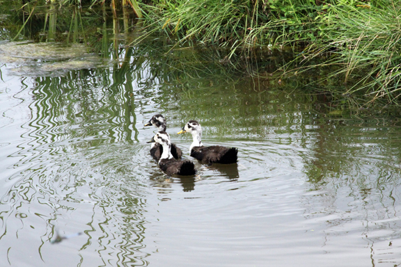 ducks-IMG_7724.jpg