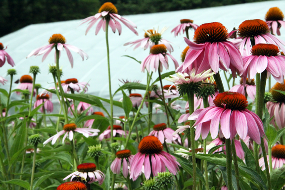 echinacea-IMG_7614.jpg