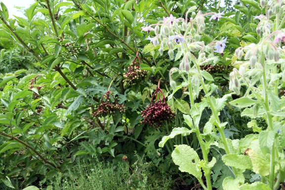  elderberry, borage, thyme, kale, chives 