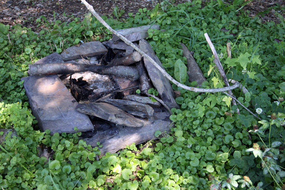 ground ivy around fire pit