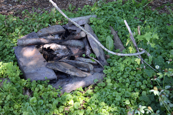  ground ivy around fire pit 