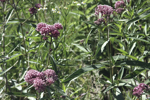  joe pye weed, meadow 