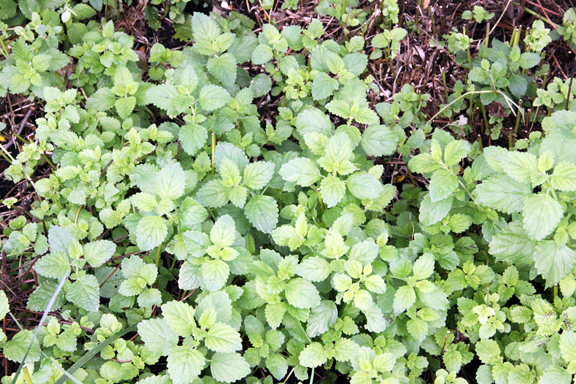  lemon balm 