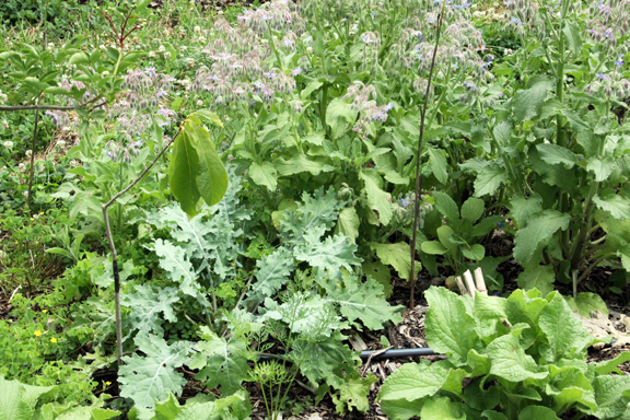 pawpaw, kale, borage, elderberry