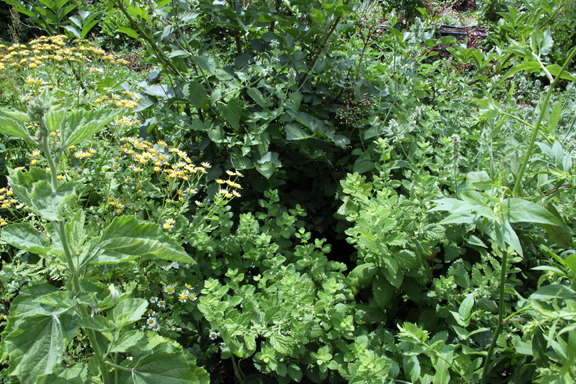  elderberry, feverfew, marshmallow, lemon balm 