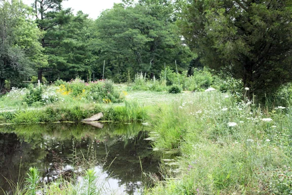 moon pond, eastern red cedar