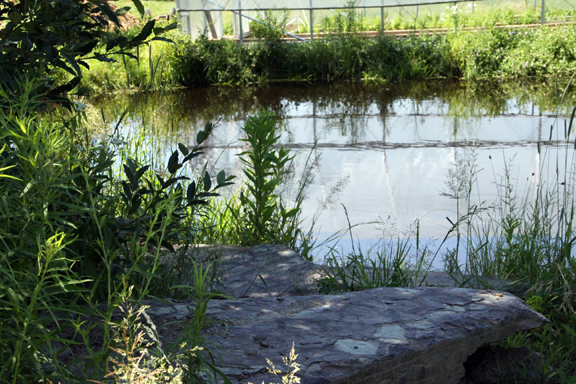 moon pond rock perch