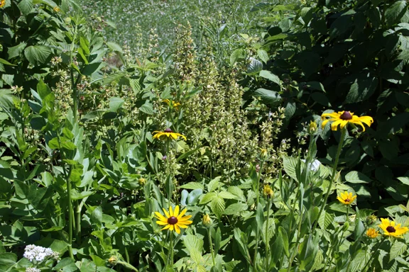 skirret, sage, black eyed susan, raspberry