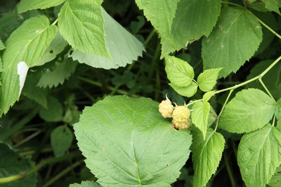 yellow black raspberry