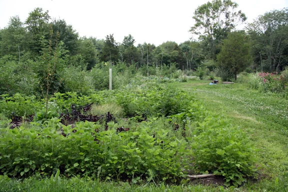 apple tree, purple basil, marshmallow, summer savory