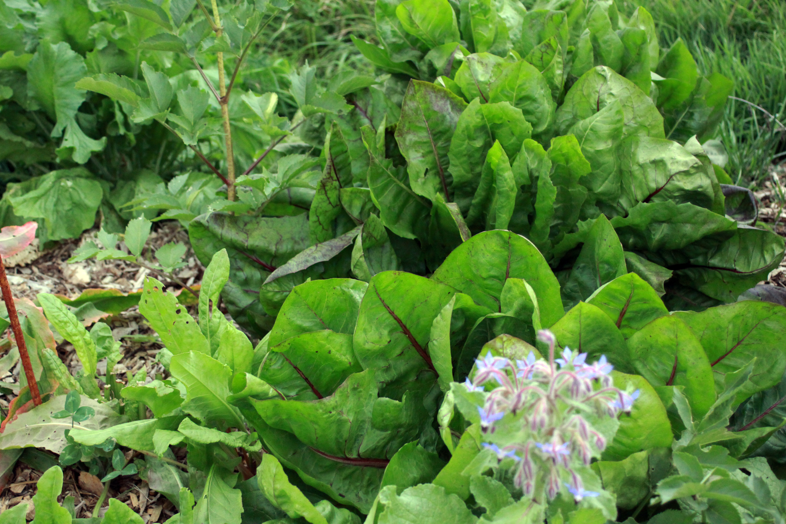 Bitter Greens