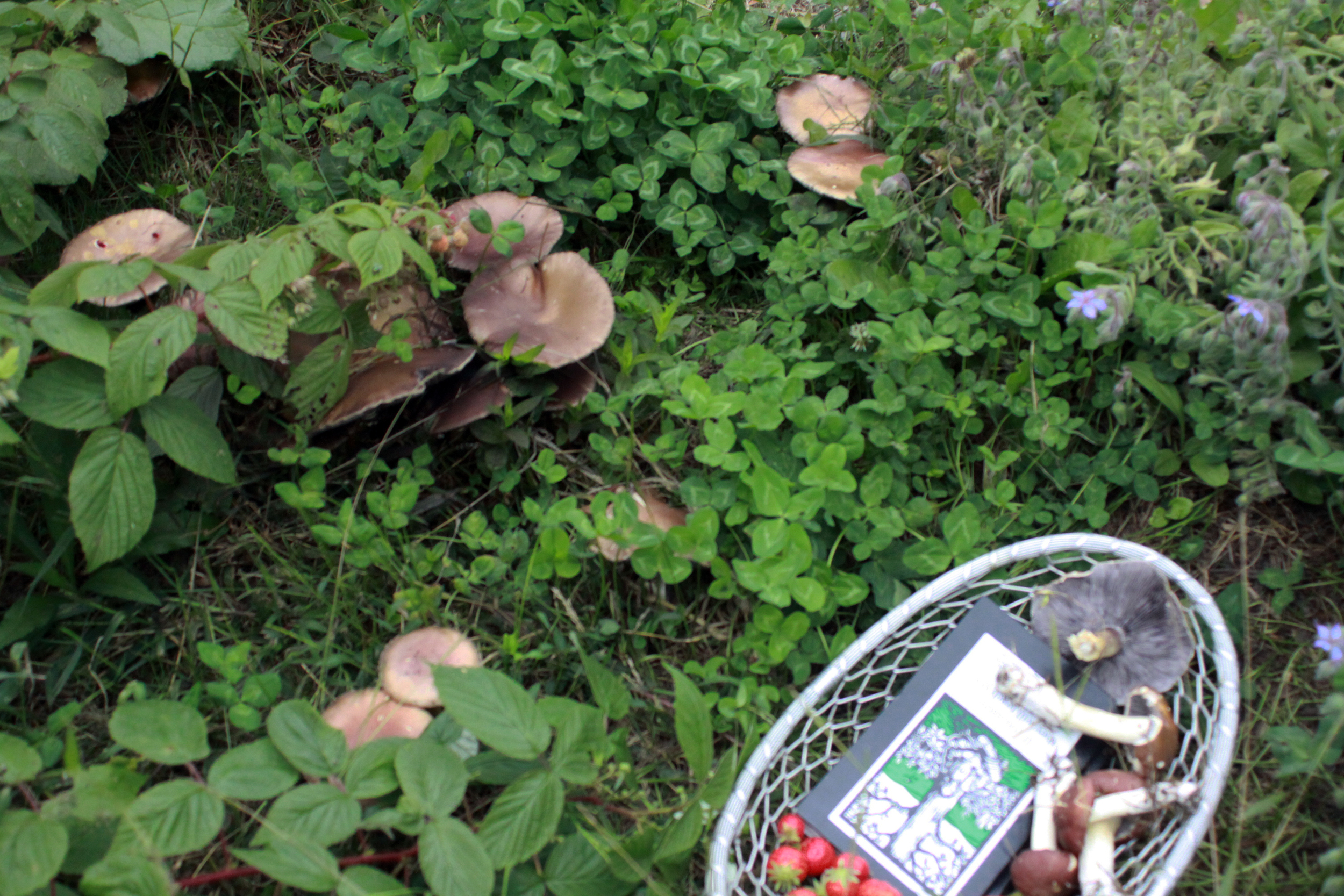 Wine cap mushrooms