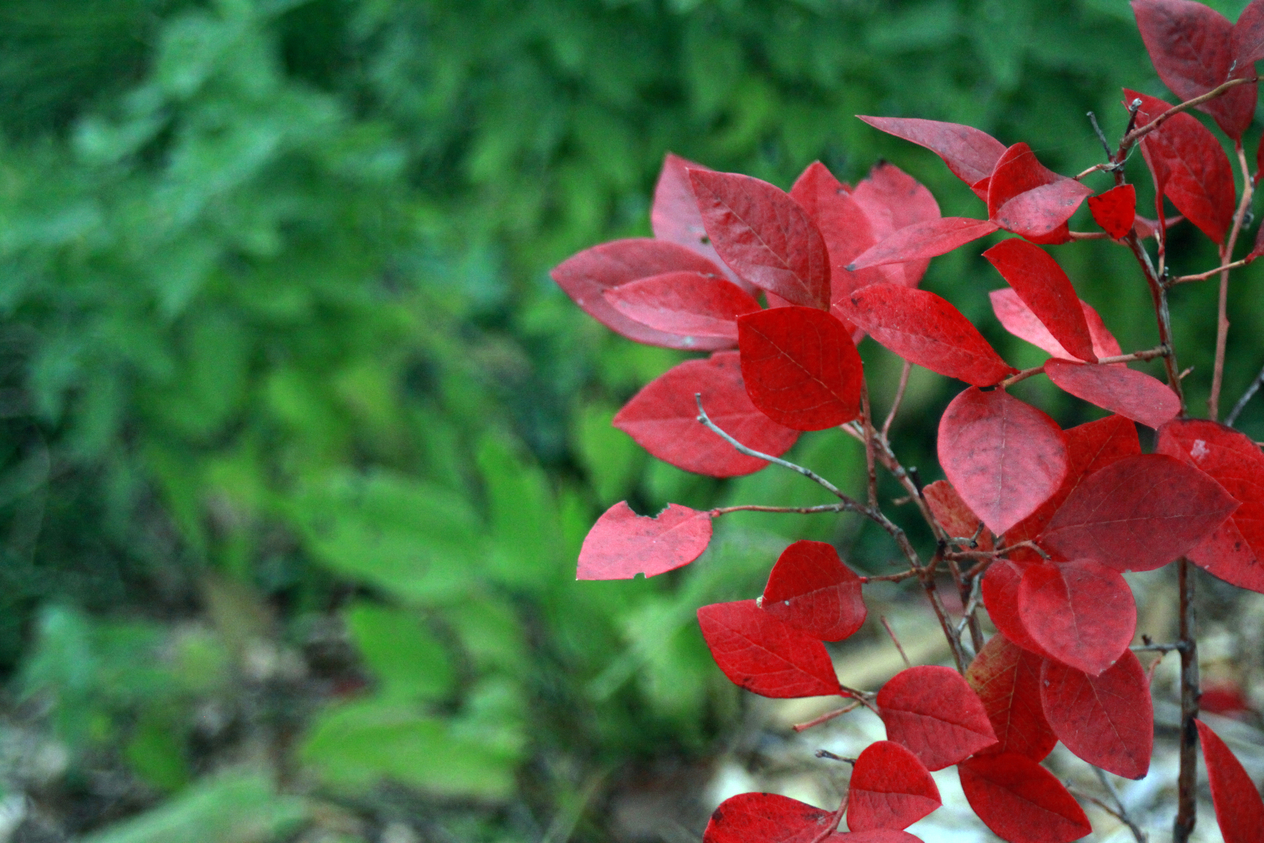 Highbush Blueberry