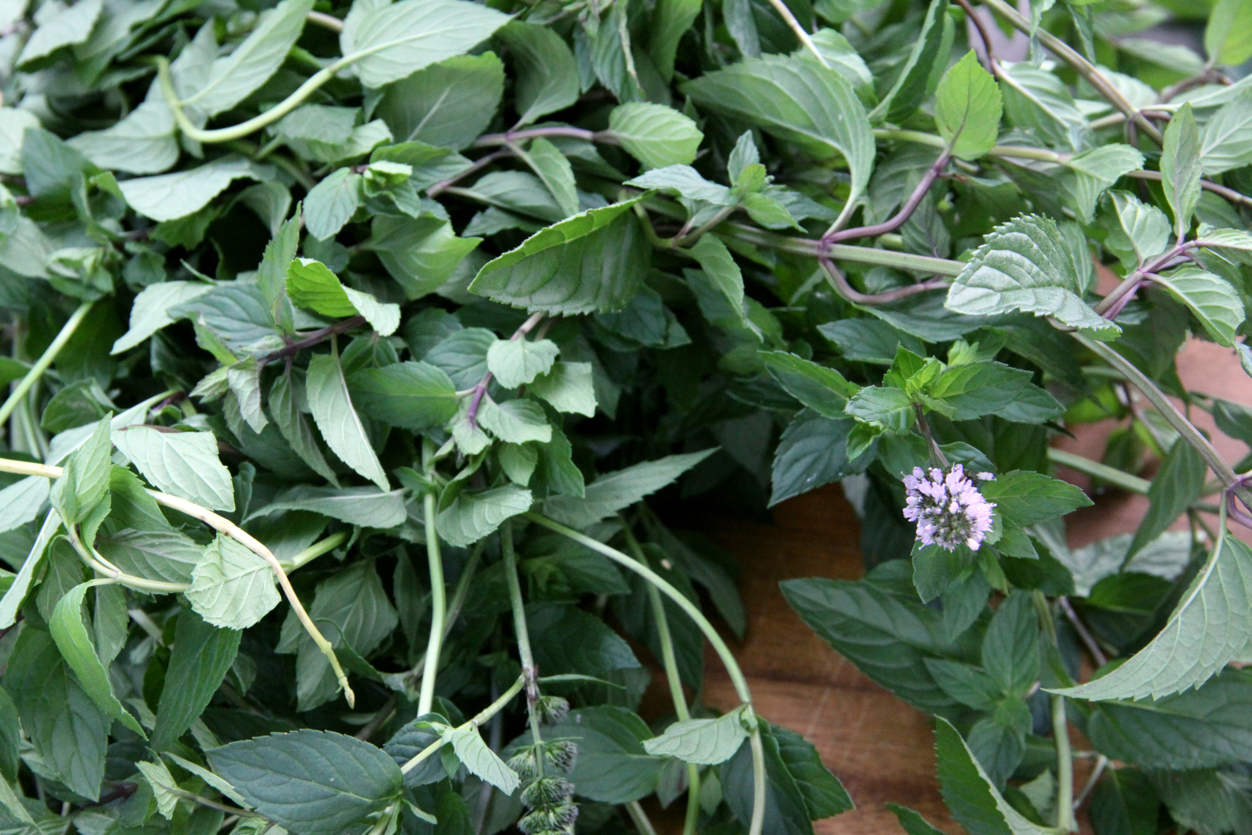 Copy of Fresh culinary herbs