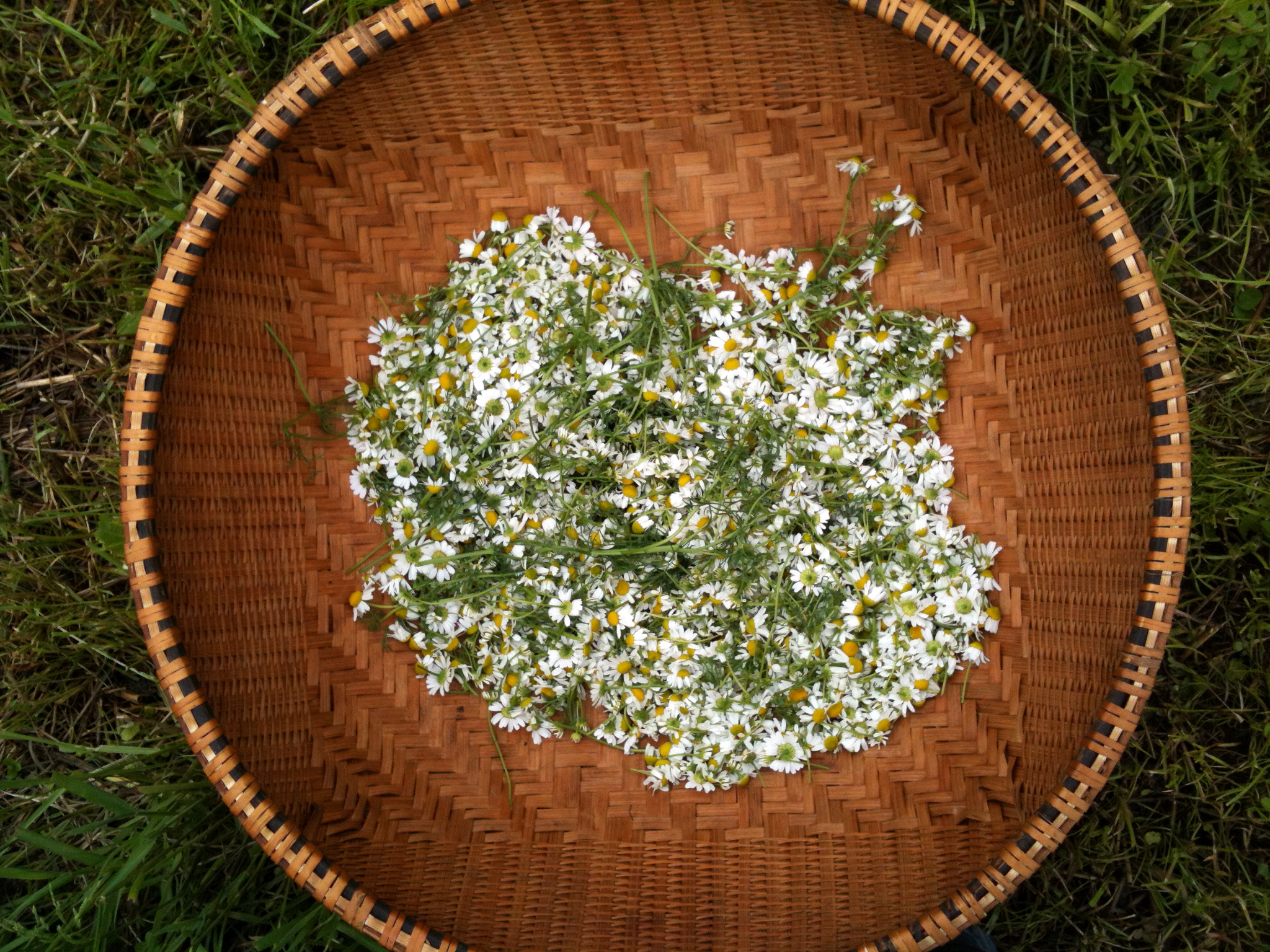 Copy of Chamomile