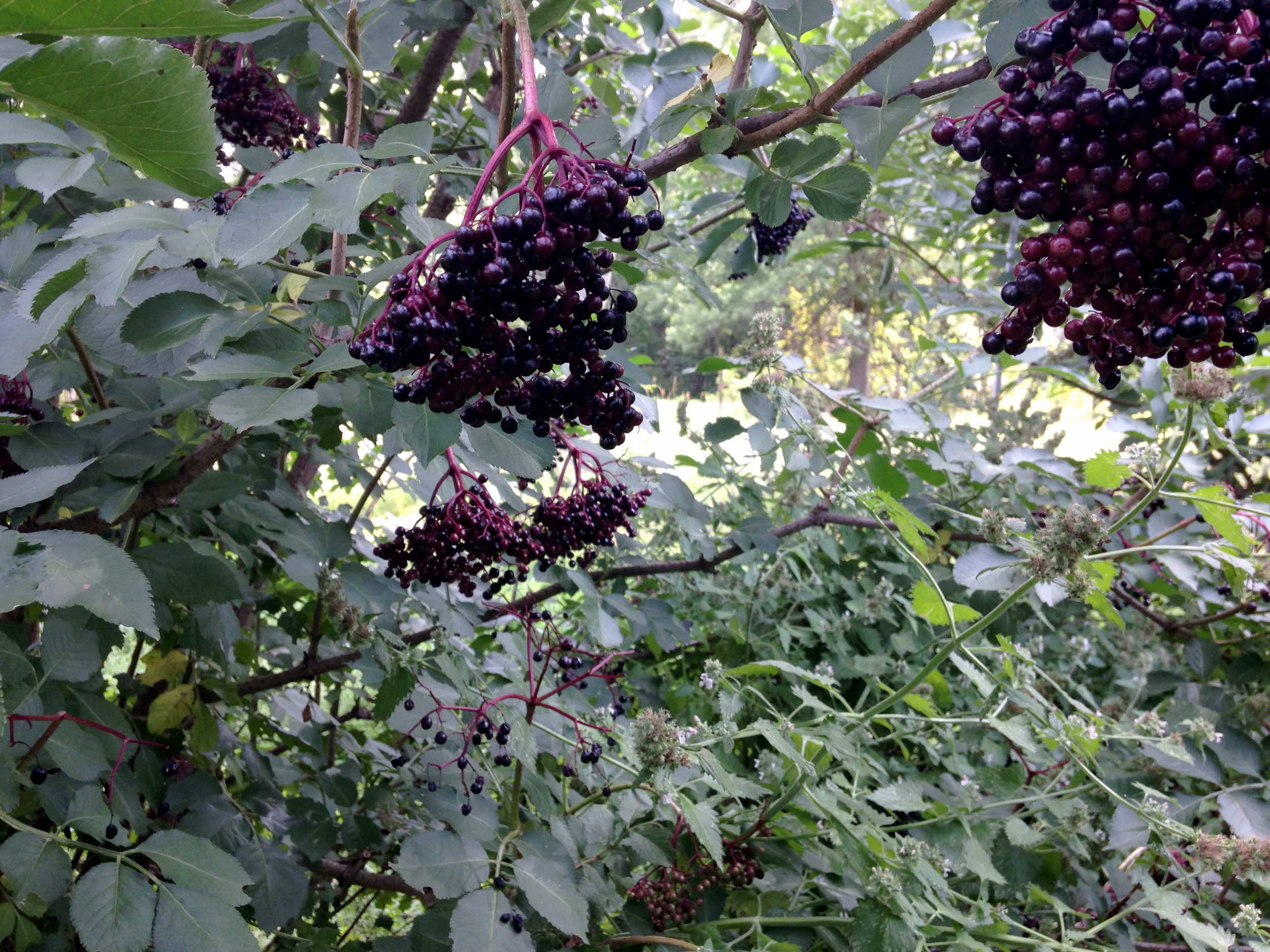 Elder-berries_0957.jpg