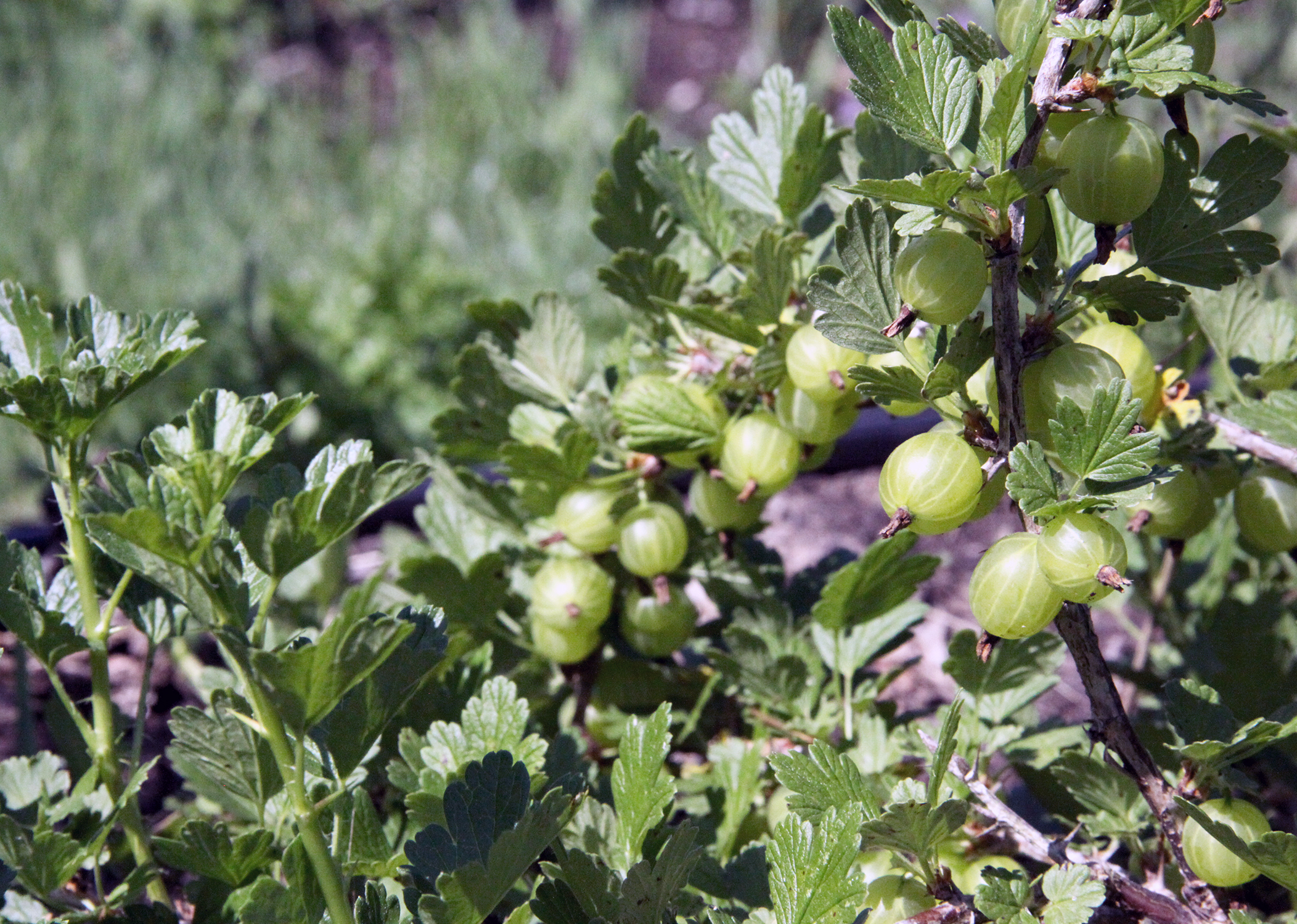 Gooseberries