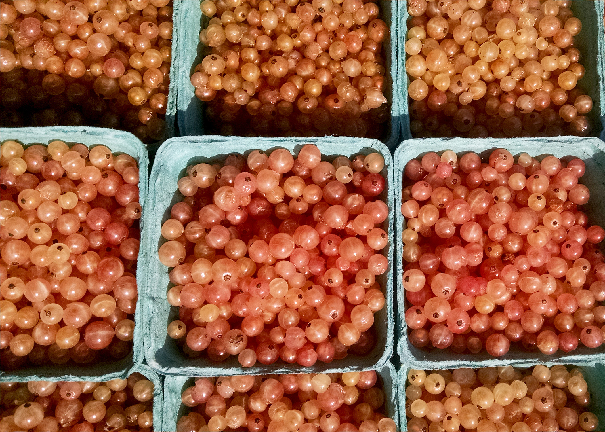 Pink Champagne Currants