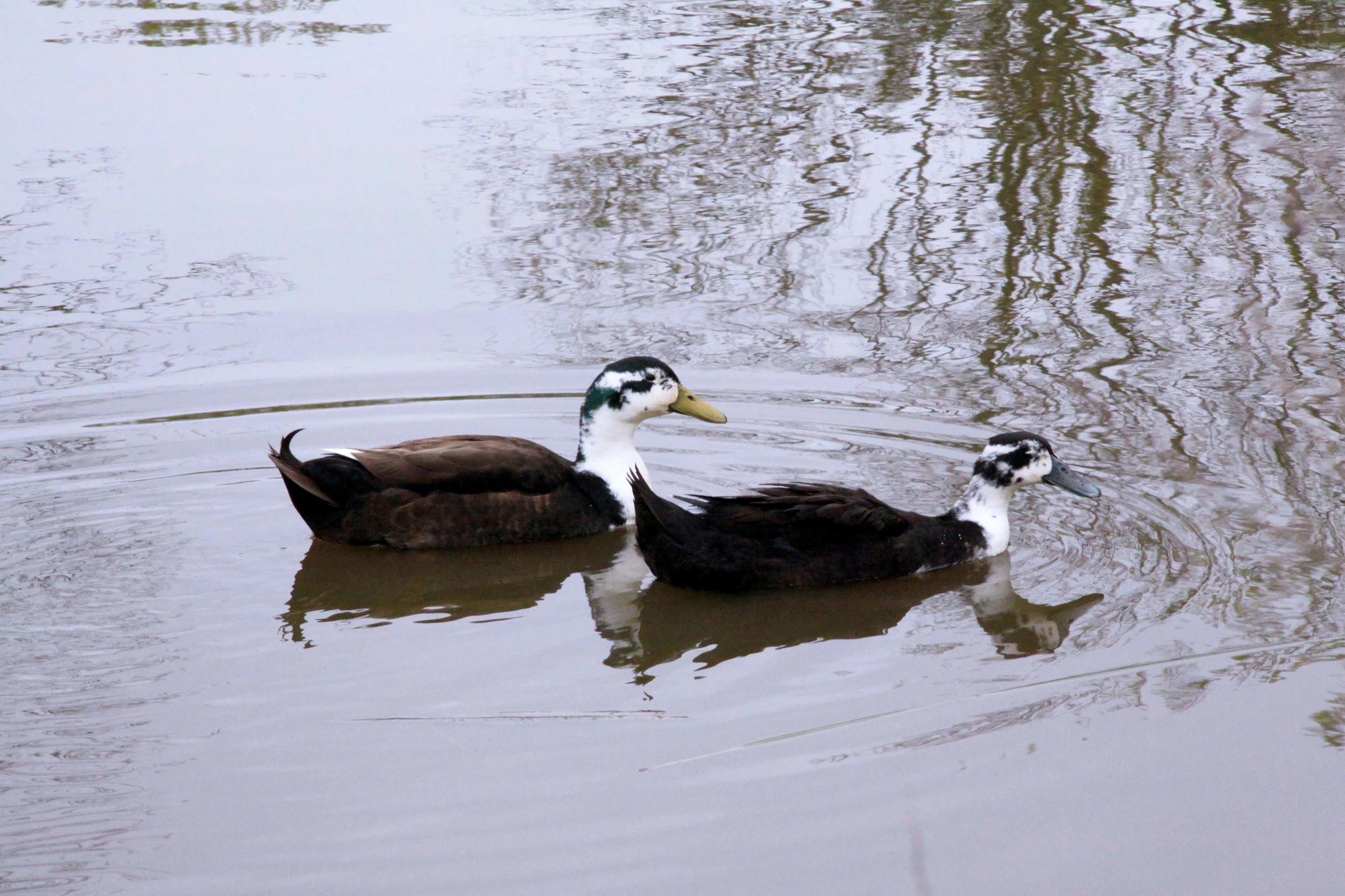 duck-pond-IMG_9853.jpg