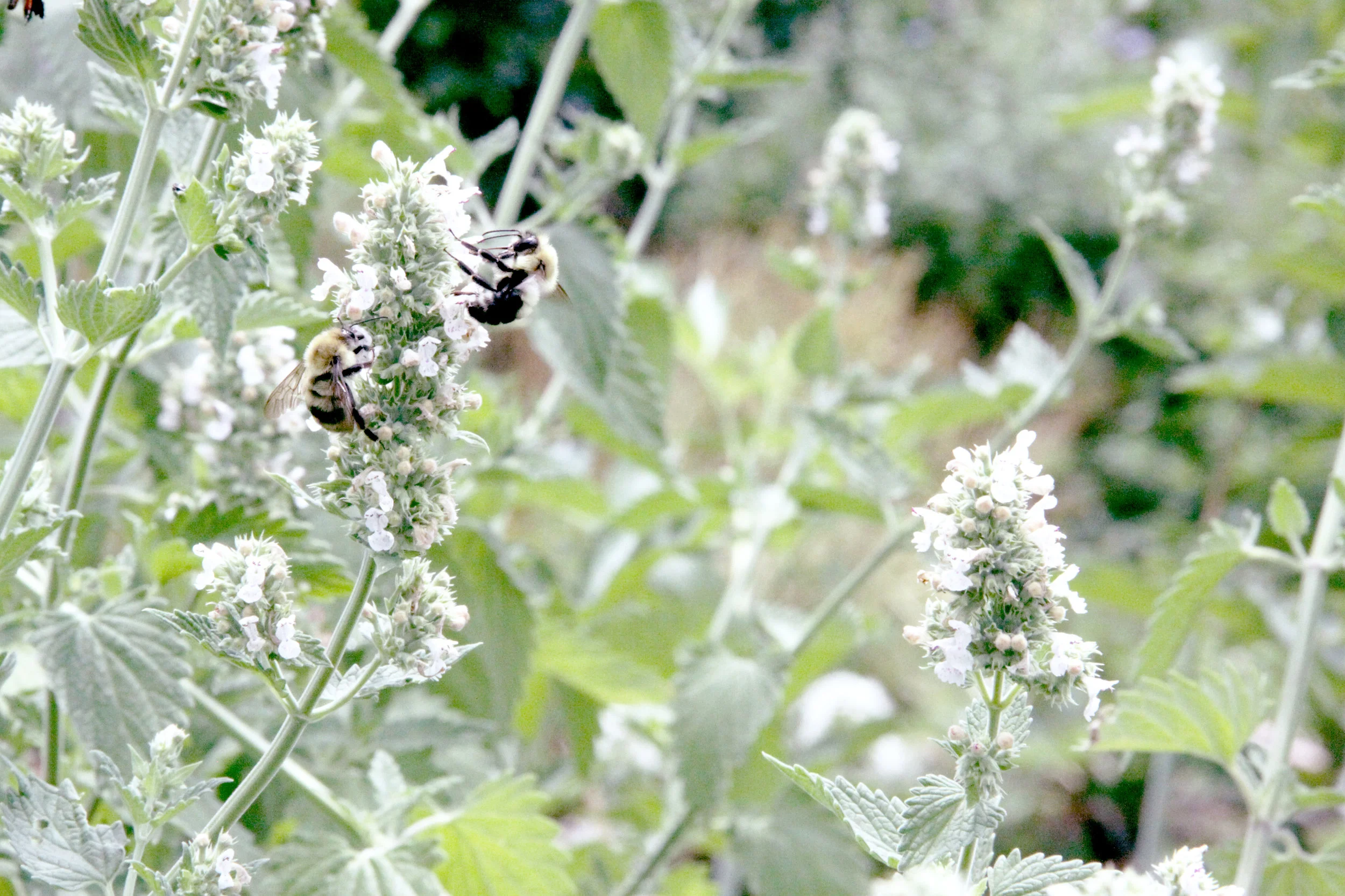 banner-bumble-catnip-IMG_7605.jpg