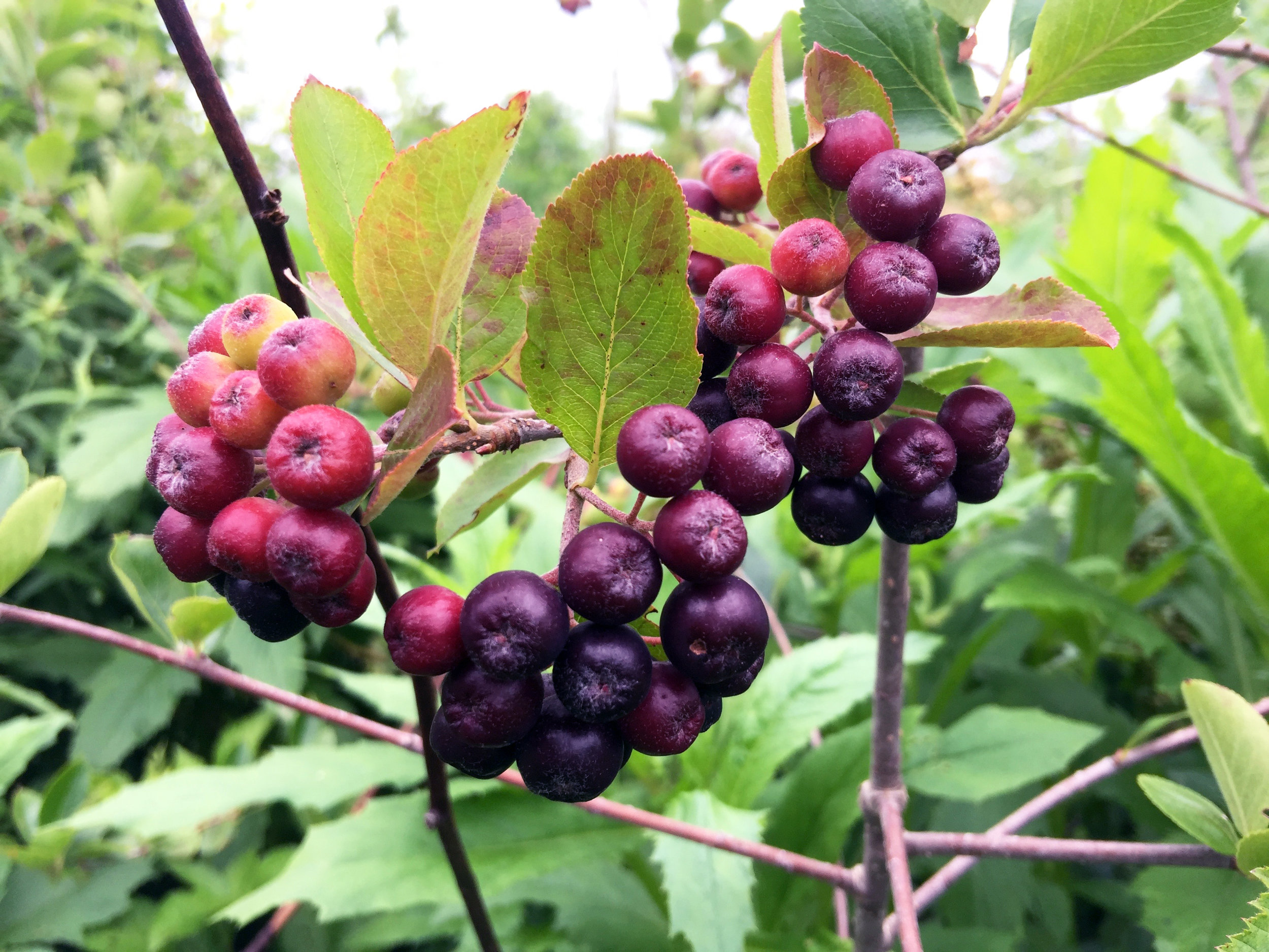 aronia_1641.jpg